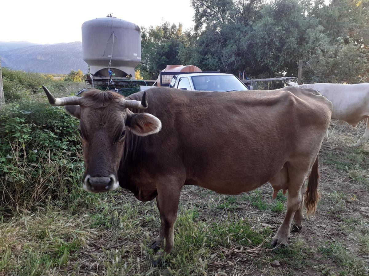 Agriturismo Codula Fuili Villa Cala Gonone Dış mekan fotoğraf